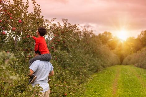 picking apples