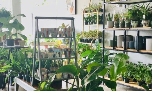 Bright green plants on shelves in Habitat Plants and Coffee shop in downtown McKinney.