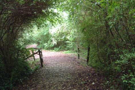 Chesapeake Arboretum Trail