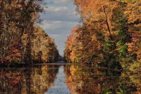 Fall Foliage Dismal Swamp Canal