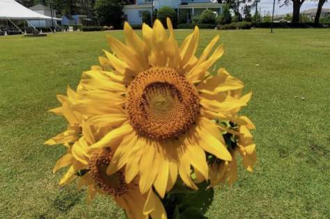 Greenbrier Farms Pick-Your-Own Sunflowers Field