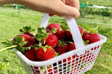 Lilley Farms Strawberry Picking