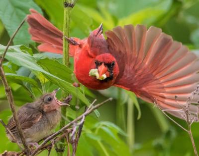 Male Cardinal feeding its baby