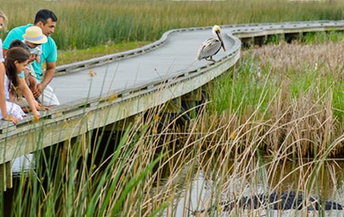 Wetland Walkway - Creole Nature Trail