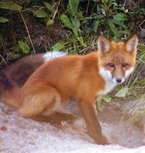 Fox with bushy tail