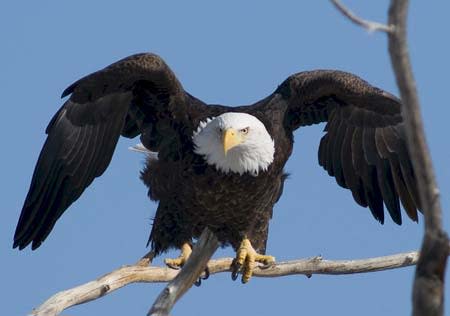 Bald Eagle | Pixabay