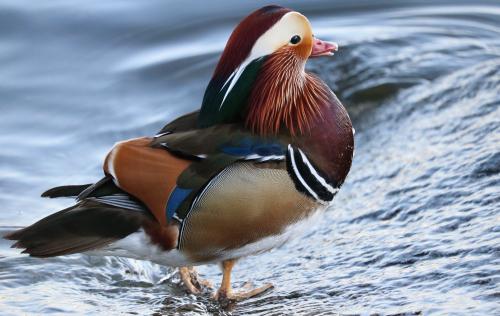 Mandarin duck up against wave