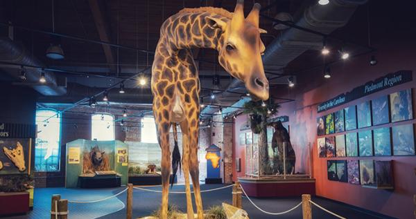 Imperial Centre for the Arts & Sciences giraffe