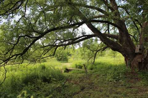 Callahan Trail Big Willow