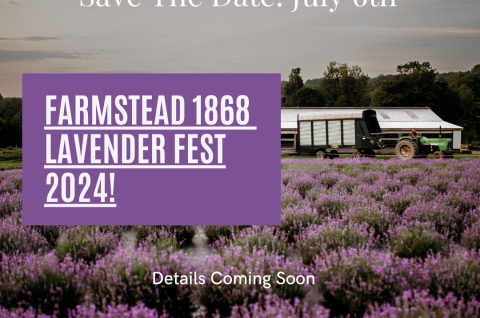 Lavender Fest 2024