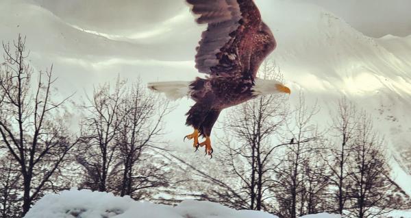 A bald eagle takes flight in Valdez, Alaska. Mountains in background.