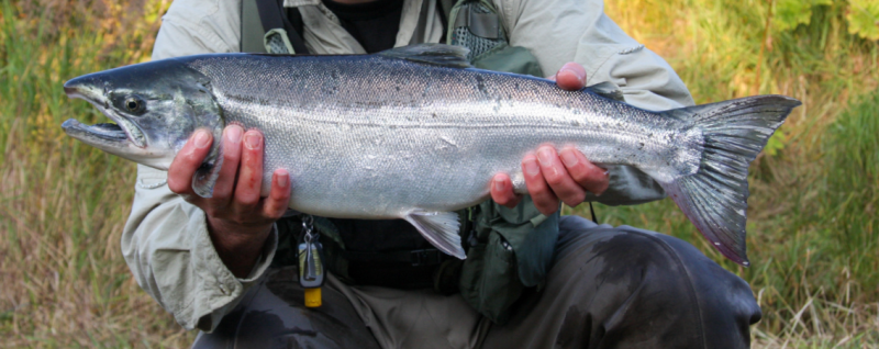Silver Salmon Photo
