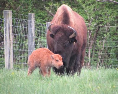 mother bison with her calf at big bone lick state historic park in union, Kentucky