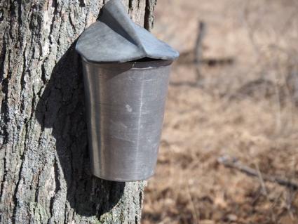 Maple Sugaring Days