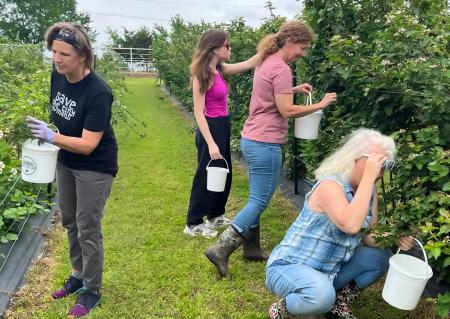Four women picking berries at Sunset Trail Farm