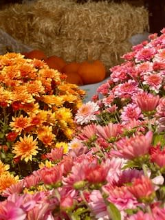 Barden Farm Market 3