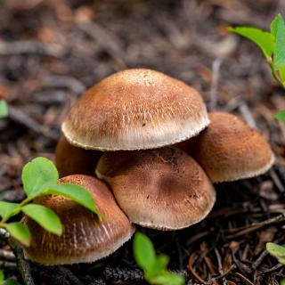 Wild Mushrooms in the San Juan National Forest During Summer