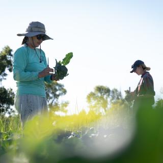 Farmers picking crops