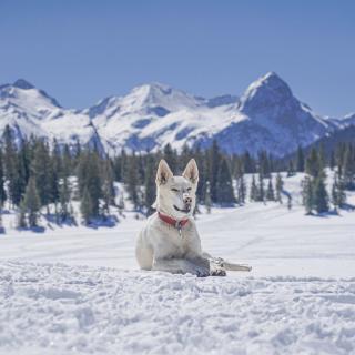 Molas Pass in winter featuring dog