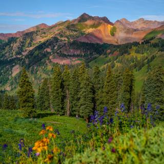 Wildflowers in front of Mountain