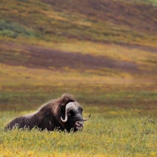 A muskox rests in the fall tundra at Arctic National Wildlife Refuge