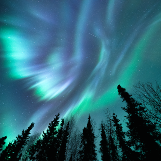 a bright green aurora above dark spruce trees in the shape of an angel