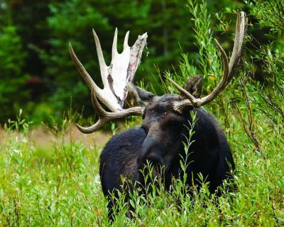Grand Teton National Park Moose