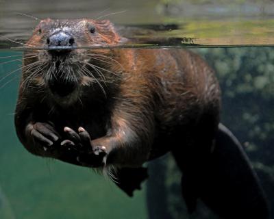 Image of an American Beaver, found in the Upper Peninsula of Michigan