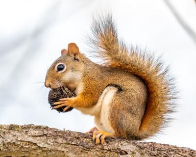 Red squirrel in the Upper Peninsula of Michigan