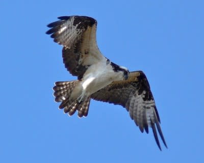 Osprey