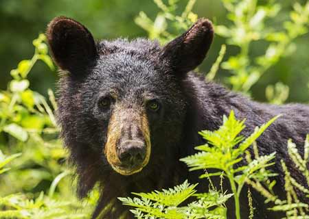 Black Bear Fact Sheet, Blog, Nature