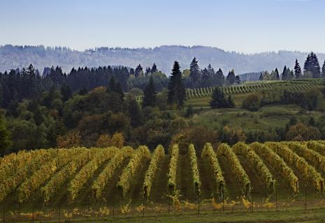 Willamette Valley autumn colors in the vineyard and surrounding habitat.