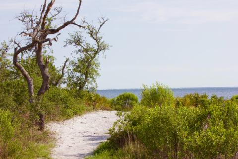 Bayview Hammock Trail