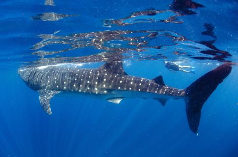 Whale Shark Cancun Adventures