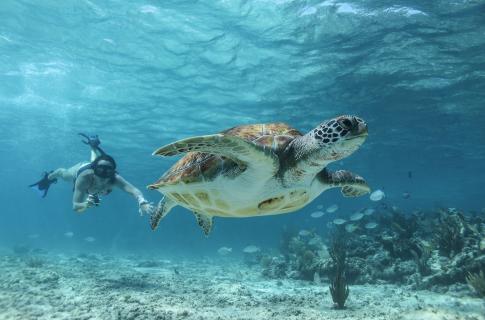Sea Turtles Cancun Adventures