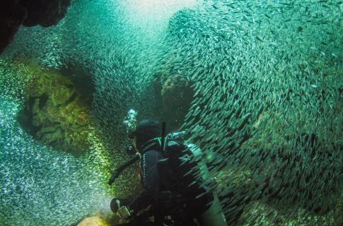 Under the sea