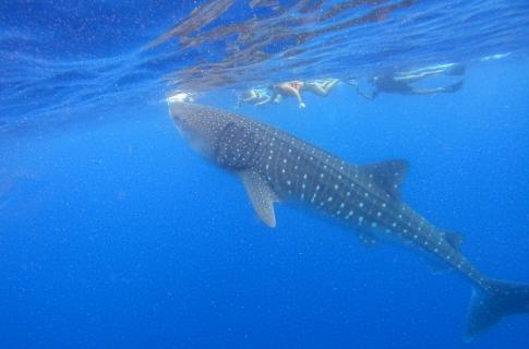 Tiburón Ballena