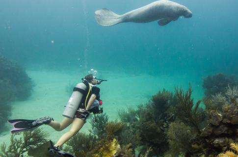 Buceo con manaties