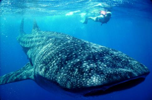 Whale Shark All-Inclusive Tour in Cancun & Riviera Maya