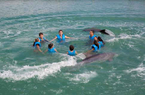 nado-con-delfines-puerto-morelos-1