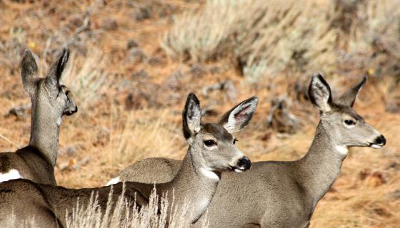 three mule deer