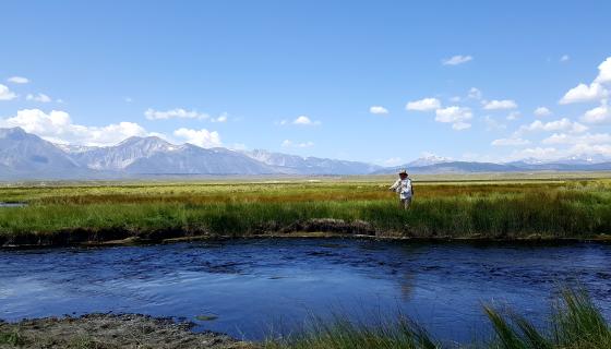 Fly fishing Owens River