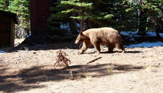 Backyard Bear