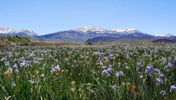 Iris' in Bridgeport California