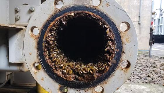A pipe of some sort with mussels growing inside