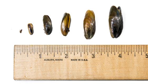Golden Mussels to scale along a ruler to show how tiny and invisible they can be at different life stages.