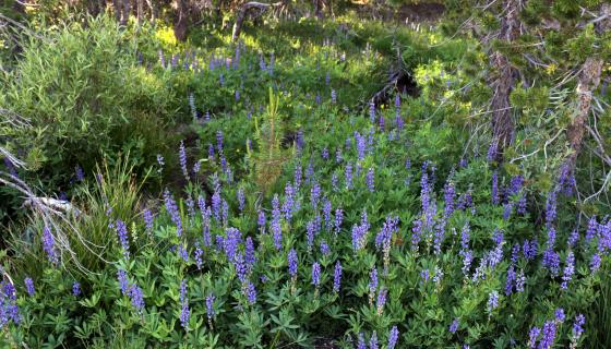 Mammoth Wildflowers