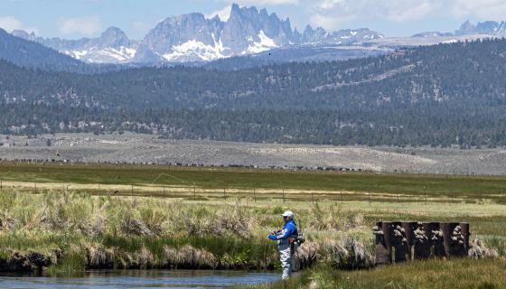 Fly fishing the Owens River in Mono County