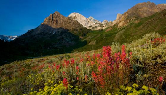 McGee Wildflowers