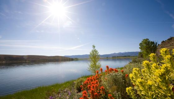 Topaz Lake Wildflowers